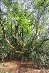 Fototapeta premium Hêtre du Voyageur, arbre remarquable de la forêt de Paimpont