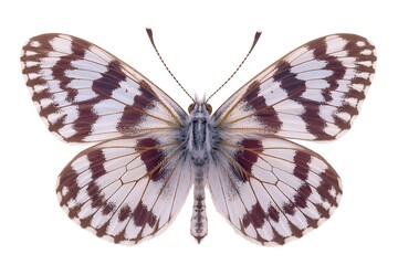 Fototapeta premium Close up of a brown and white butterfly on clean background