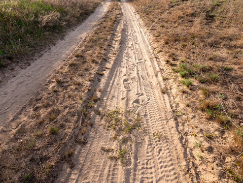 Deserted dirt path featuring deep vehicle tire treads and human footprints stretching through dry grassy meadow landscape under warm evening sunlight.