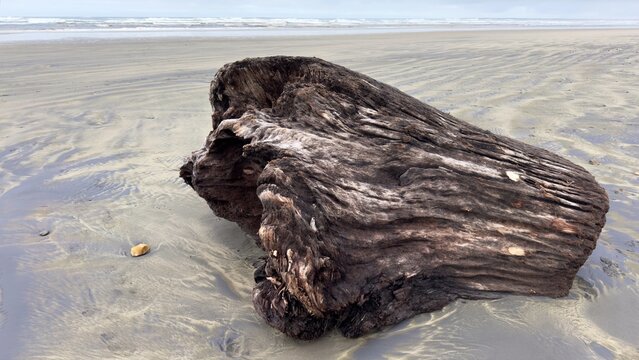 Stump of a tree, weatherbeaten and carried up a beach by the high tides