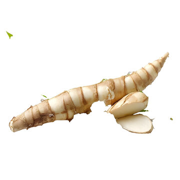 ingredientstyle commercial photo of arrowroot Marata arundinacea root with the flour on its leaf perfect studio light white background