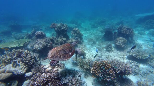Similan island, Thailand: Cinematic footage of a sea turtle swimming over the coral reef of the Surin island dive site in the Andaman sea near Phuket in southern Thailand. 