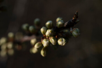 Knospen im Frühling  © Sandra