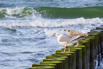 Möwen und Buhne an der Küste der Ostsee in der Nähe von Graal Müritz