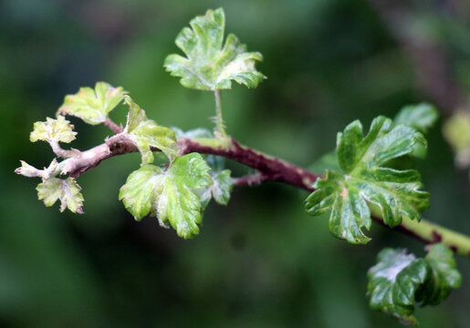 Gooseberry branches and leaves infected with powdery mildew
