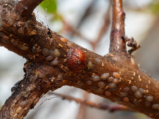 Fototapeta premium Scientific Macro 1:1 Photo of Brown Soft Scale (Parthenolecanium corni) on Apricot Tree - Real Non-AI Image of Adult Female Shields and Overwintering Larvae