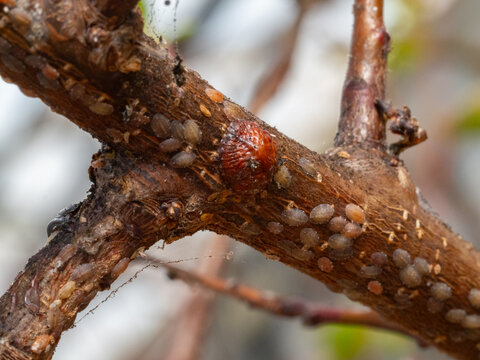 Scientific Macro 1:1 Photo of Brown Soft Scale (Parthenolecanium corni) on Apricot Tree - Real Non-AI Image of Adult Female Shields and Overwintering Larvae