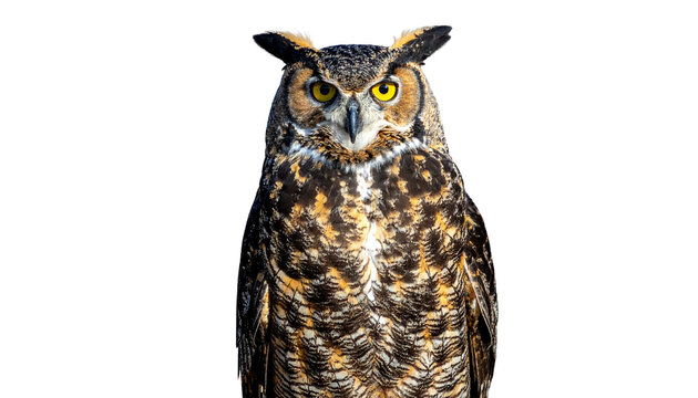 Majest&auml;tische Virginia-Uhu (Great Horned Owl)