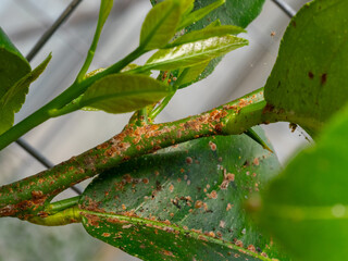 Scientific Macro 1:1 Photo of Scale Insect Infestation on Lemon Tree - Real Non-AI Stock Image of Greenhouse Pest Damage on Citrus Stem and Leaf