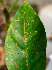 Naklejka premium Scientific Macro 1:1 Photo of Scale Insect Infestation on Lemon Tree - Real Non-AI Stock Image of Greenhouse Pest Damage on Citrus Stem and Leaf