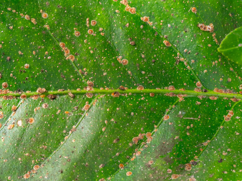 Scientific Macro 1:1 Photo of Scale Insect Infestation on Lemon Tree - Real Non-AI Stock Image of Greenhouse Pest Damage on Citrus Stem and Leaf