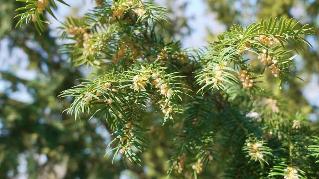 Close-up of evergreen branch with small pollen cones in warm sunlight and soft background.