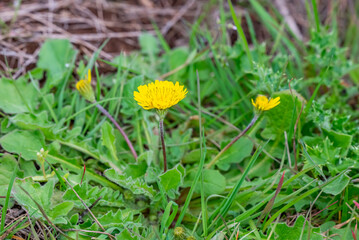 Taraxacum officinale, also known as dandelion or common dandelion, is a herbaceous, perennial flowering plant in the daisy family. Common dandelions are recognizable by their yellow flower © selim