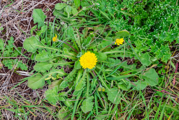 Taraxacum officinale, also known as dandelion or common dandelion, is a herbaceous, perennial flowering plant in the daisy family. Common dandelions are recognizable by their yellow flower © selim