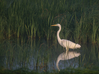 Naklejka premium A great white egret is standing in shallow water among tall green reeds, its reflection visible