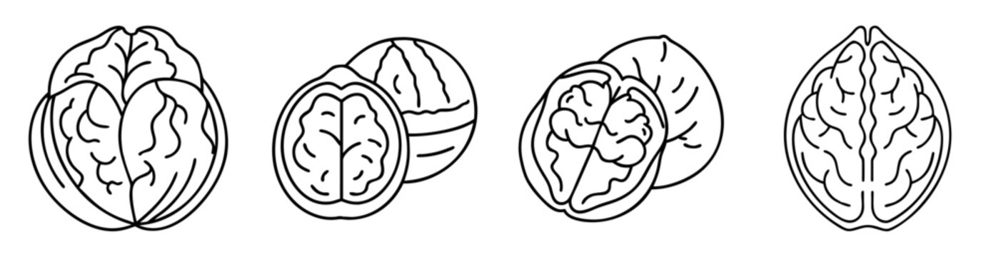 Four Walnut Kernel and Shell Illustrations in Various Arrangements and Stages