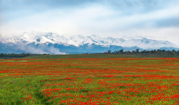 Blooming red poppy fields with mountain landscape in the background in Kazakhstan