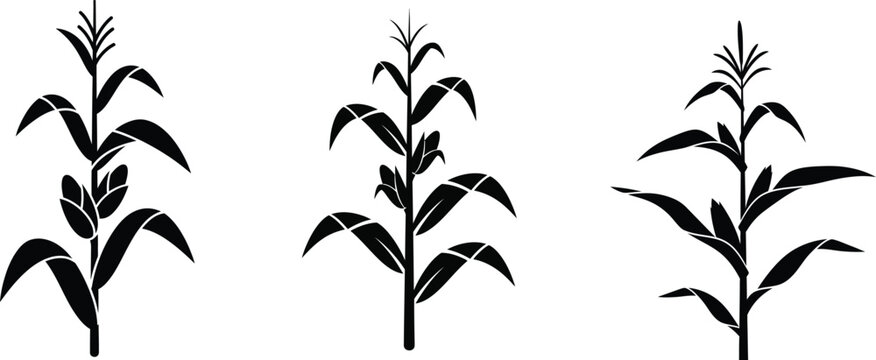 Black and white illustration of three corn stalks with leaves and tassels