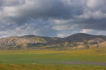 Naklejka premium Carrizo