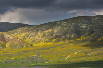 Naklejka premium Carrizo