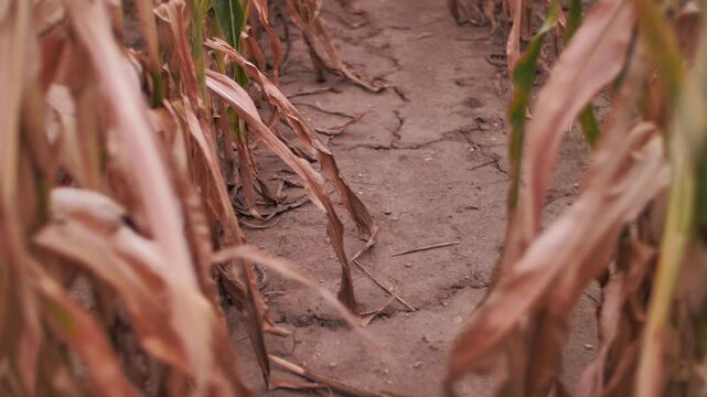 Drought in heat wave weather at summer time in August, with yellow burnt dry corn field lines with dusty and cracked dry ground