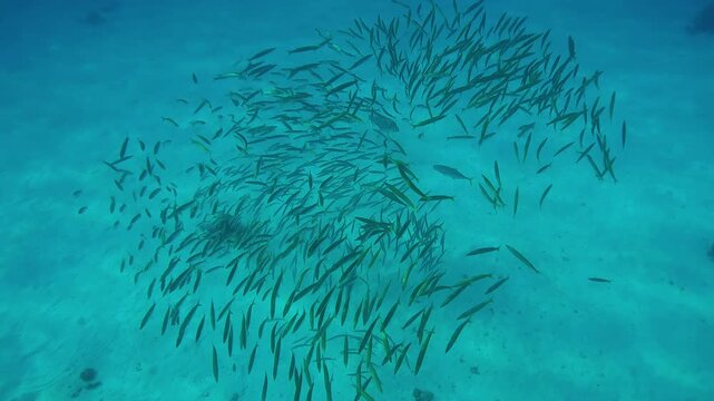 View from the top of two Yellowspotted Trevally hunting a school of Yellowtail Barracuda swims over the sandy seabed, with a juvenile Napoleon Wrasse swimming underneath.