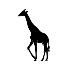 Obraz premium Silhouette of a giraffe walking alone.