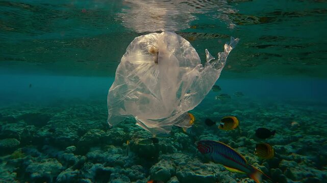 Ripped plastic bags drift at twilight in the last rays of the setting sun beneath the water surface, and above the flat inner reef, around it swims colorful tropical fish in the backlit sun.