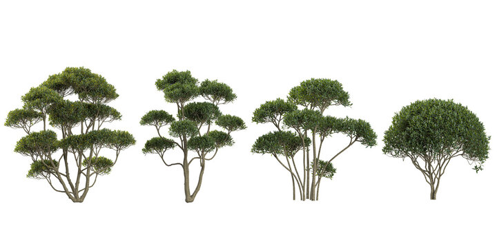 Collection of Phillyrea plants on transparent background