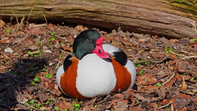 The common shelduck, Tadorna tadorna is a waterfowl species of the shelduck genus, Tadorna.
