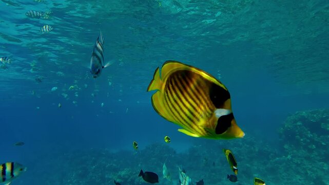 Close-up of a mixed school of curious tropical multicolored fish swimming under the surface of the turquoise water, following the camera and looking into the lens.