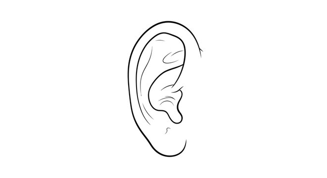 Detailed Human Ear Anatomy Line Art for Hearing on Isolated White Background