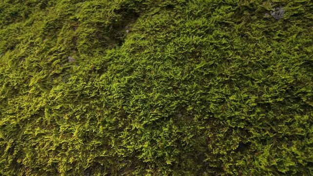 Stunning vibrant green moss completely covering a rocky wall in a peaceful natural environment, slow rotating camera movement, slow motion