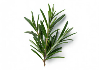 Fototapeta premium Rosemary sprig on white background green leaves herb