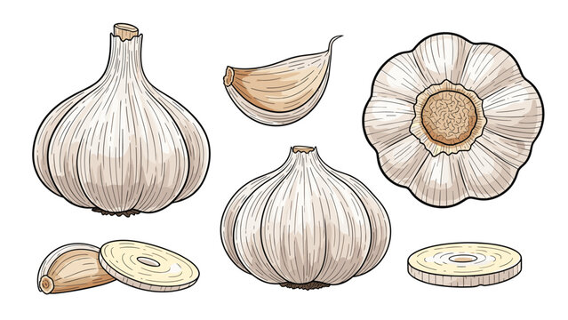 Set of detailed hand drawn garlic bulbs whole cloves and cross section slices isolated on white background for culinary and spice design.