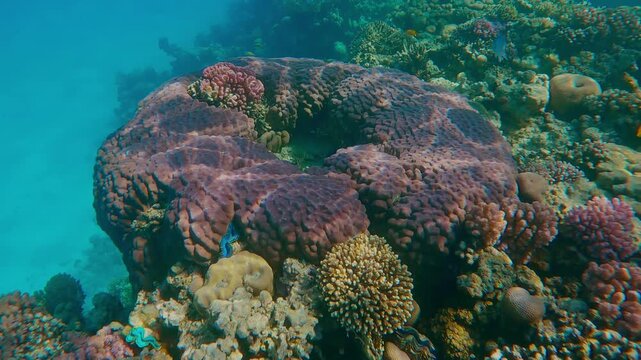Massive coral forming a ring on an underwater reef in the sun glare. Porites hard coral colony looks like on circle in sunbeams. Coral formation of unusual ring-like shape in bright sunlight. 