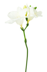 Obraz premium Beautiful tender freesia flowers isolated on white