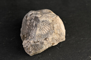 Obraz premium Close-up of a rough, textured sedimentary rock with visible fossilized imprints on a dark background