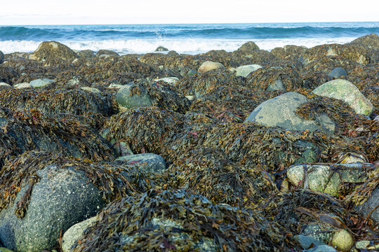 A closer view of the rocks blanketed with tangled seaweed, highlighting intricate details, colors, and organic patterns. Murmansk, Teriberka, Barents Sea