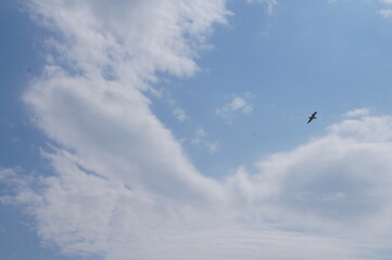 Fototapeta premium seagull in flight