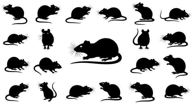 Black rat silhouettes in various poses on a white background design