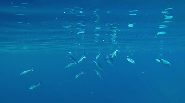 A school of blue Lunar Fusilier fish, Caesio lunaris feeds under the surface of the turquoise water and reflecting in it at daylight in calm sea.