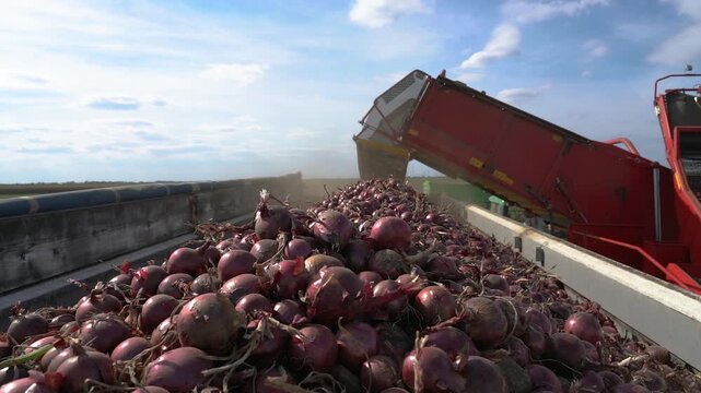 High Angle View of Onion Harvester Filling Long Truck Trailer with Red Onions. The trailer is nearly full, with a massive pile of onions in the foreground.  Search ONIONPROD2025 for more clips.