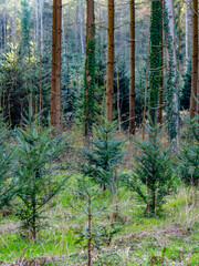 Fototapeta premium Wiederaufforstung im Wald im Frühjahr