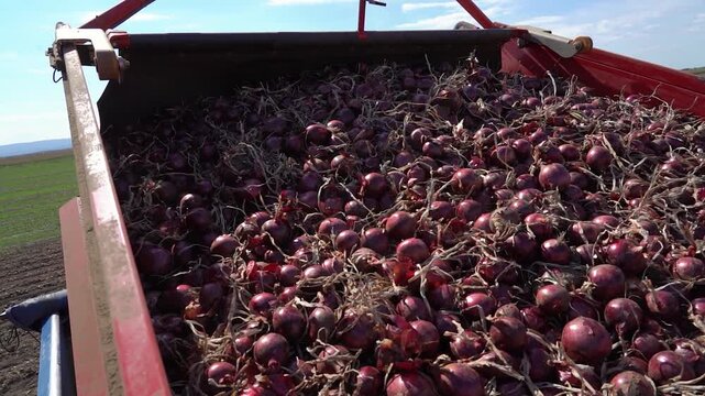 High Angle of Onion Harvester Unloading Red Onions into Truck Trailer. A massive quantity of red onions rolling down the conveyor belt into a truck. Search ONIONPROD2025 for more clips.