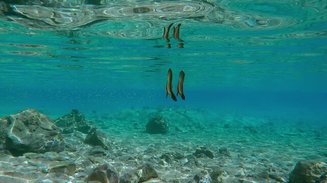 A pair of juvenile Batfish swim in turquoise water in shallow water mirrored on the surface of emerald water, approaching a school of small fish in calm weather