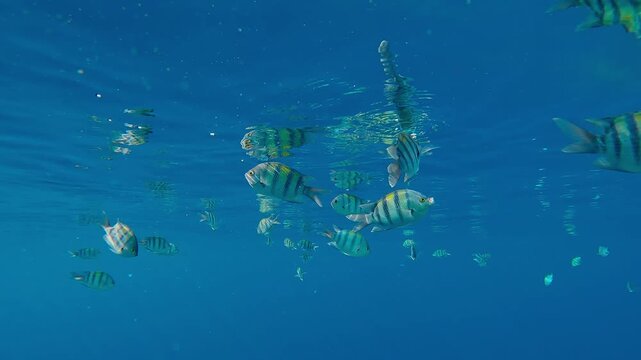 School of Indo-Pacific Five-banded Sergeant, Abudefduf vaigiensis, feeding in blue water below the surface and mirrored in it, under bright sunrays in a calm sea