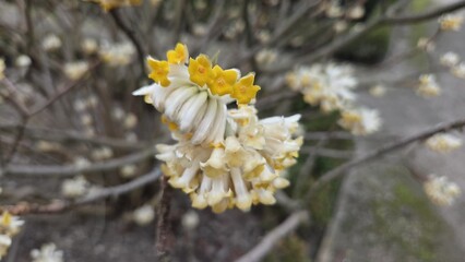Obraz premium Macro view of cream and yellow tubular blossom cluster on woody shrub in botanical garden madrid for nature background and floral study. Edgeworthia (paper bush), Edgeworthia chrysantha