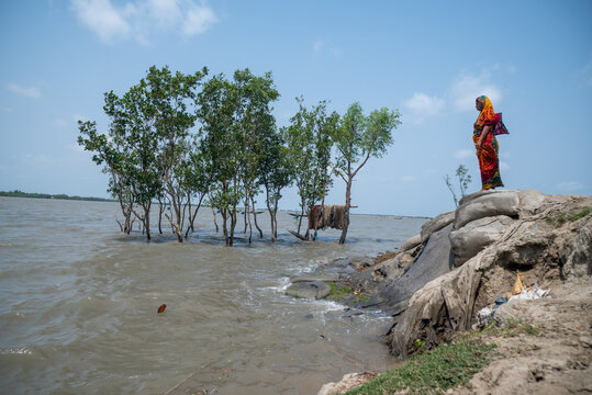 Satkhira, Bangladesh - 26 April 2025: View of a woman in vibrant orange stands resolute upon the eroding bank, facing the encroaching waters where trees stand as silent witnesses.