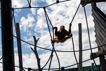 Sumatran Orangutan (Pongo abelii) © Tara